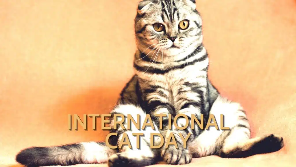 Celebrate International Cat Day with a Sticker Spotlight Special!