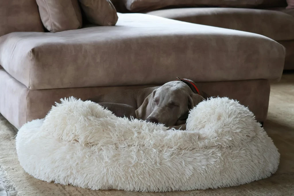 dog bed